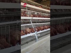 Kandang Baterai Lapisan Ayam Galvanis Tipe 3/4 Tingkat Untuk Peternakan Ayam Unggas Doris