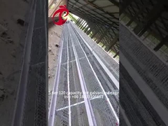 Semi Otomatis Ayam Lapisan Kandang 15000 Burung Manual Ayam Kandang Di Nigeria Iris