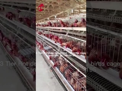Peternakan Lapisan Menggunakan 2 Lapisan Kandang Baterai Rumah Unggas Hot Dip Galvanized Sandy
