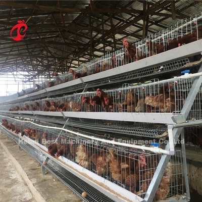 Sistem Kandang Baterai Lapisan Tipe A Atau H Untuk 1000 Hingga 20000 Peternakan Unggas Burung Iris
