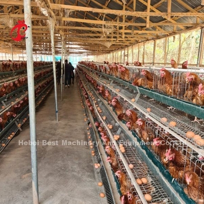 Sistem Kandang Baterai Unggas 3 Tingkat Atau 4 Tingkat Untuk Lapisan Iris