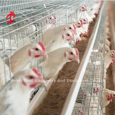 Sistem Kandang Baterai Ayam Petelur 96 Burung Broiler Ketahanan Korosi Tahan Lama Emily
