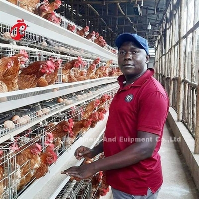 Sistem Kandang Baterai Unggas Galvanis Lapisan Ayam Ketahanan Oksidasi Di Peternakan Mia