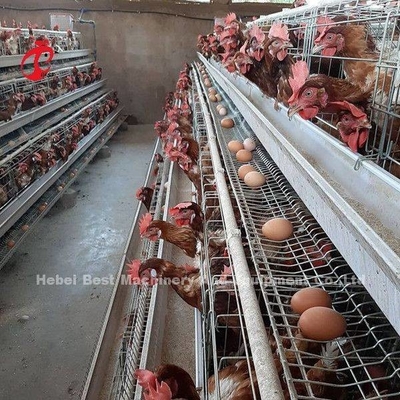 Layer Farming Menggunakan 2 Tier Battery Cage Rumah Unggas Hot Dip Galvanized Sandy