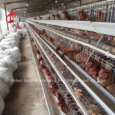 Sistem Kandang Baterai Otomatis Ayam A Dan H Untuk Peternakan Unggas Pembibitan Berpasir