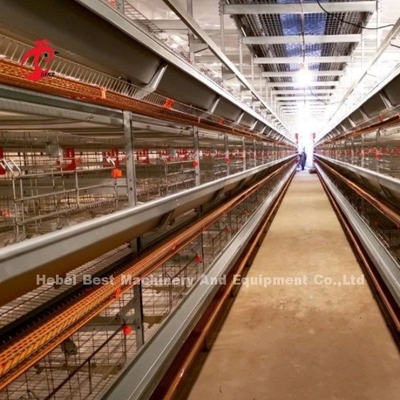 Koleksi Telur Lapisan Otomatis Tipe Kandang Ayam Untuk Peternakan Unggas Rose