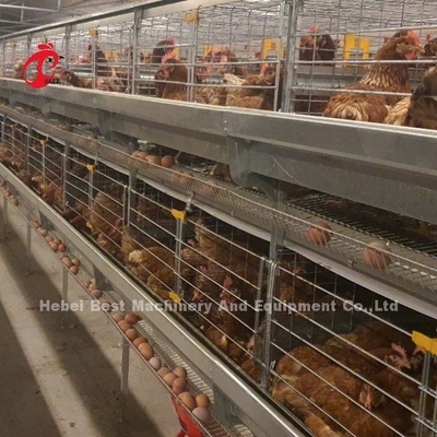 Koleksi Telur Lapisan Otomatis Tipe Kandang Ayam Untuk Peternakan Unggas Rose