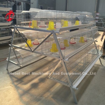 Kandang Ayam Pullet Umur 25 Tahun Galvanis Emily