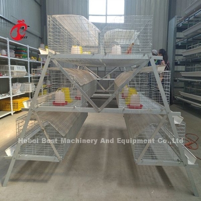 Kandang Ayam Pullet Umur 25 Tahun Galvanis Emily