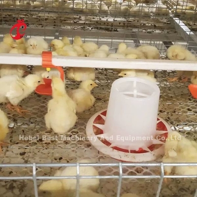 Sebuah Jenis Broiler Chicken Cage Dan Peternakan Rumah Unggas Bangunan Desain Mia