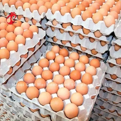 Sistem Kandang Baterai Tipe Lapisan Dalam 5000 Bertelur Peternakan Ayam Mia