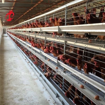 China Nigeria Factory Layer Broiler Poultry Chicken Kandang Dijual Ada