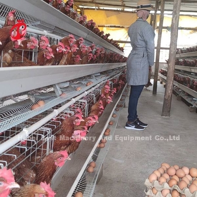 Sistem Kandang Lapisan Unggas Galvanis 5 Tier 200 Burung Untuk Peternakan Ayam Sandy