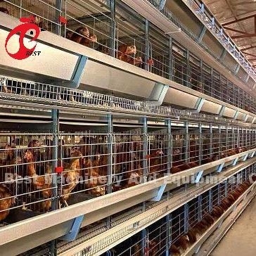 A atau H Tipe Otomatis Ayam Kandang Peralatan dari Pakan Hopper Sistem Pengumpulan Telur Untuk 35.000 Burung Doris
