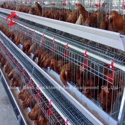 450cm2 Tipe H Sistem Kandang Baterai Ayam Otomatis Dengan Feeder Adela