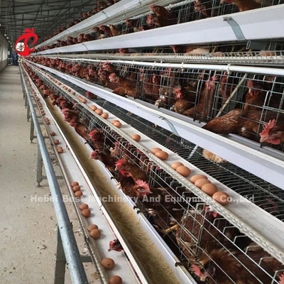 Kawah Baterai Kawat Baja Rostless Untuk Ayam 432cm2 Area Burung Adela