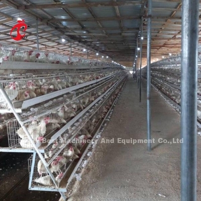 Sistem Kandang Peternakan Ayam Jenis Galvanis Umur 20 Tahun Doris