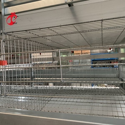 20 Tahun Umur Peternakan Unggas Peralatan Kandang Ayam Otomatis Untuk 20.000 Lapisan Adela