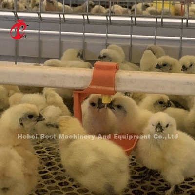 Praktis 380V Chick Brooder Cage Untuk Hari Lama Lapisan Petani Anak ayam di Afrika Farm Iris