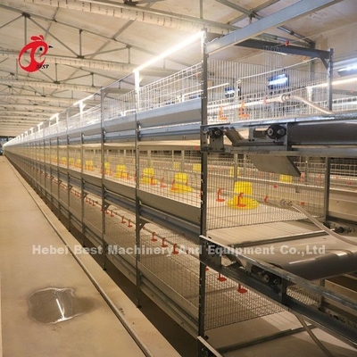 Sistem Kandang Baterai Pakan Broiler Otomatis Untuk Bertani Menghemat Ruang Emily