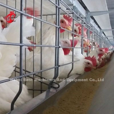 Sistem Kandang Baterai Pakan Broiler Otomatis Untuk Bertani Menghemat Ruang Emily