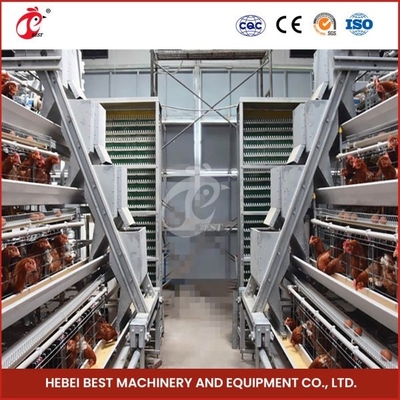 Hot Galvanized 20 Tahun Umur Penuh Automatic Feeding Manure Pembersihan Dan Sistem Pengumpulan Telur Kandang Jual Adela