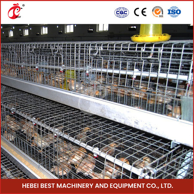 Peternakan Unggas Otomatis Pullet Chick Brooder Cage Untuk Ayam Petelur Umur Sehari Ada