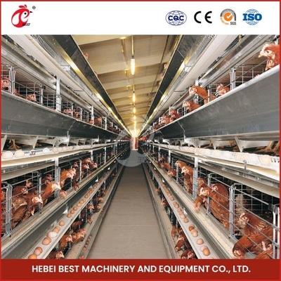 H Type 30000 Birds Kandang Ayam Lapisan Telur Otomatis Dengan Conveyor Belt Kotoran Ada