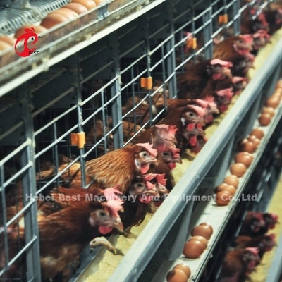 200 Burung Otomatis Ayam Baterai Kandang Untuk Dijual Telur Lapisan Kandang Peternakan Ada