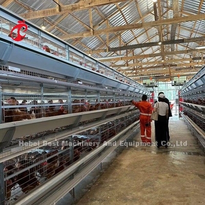 Kandang Ayam Broiler Tipe H Otomatis untuk 500 sampai 50000 Ayam di Pertanian Afrika Doris