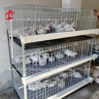 A dan H Jenis Broiler Baterai kandang ayam selama 45 hari Broiler Emily