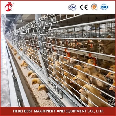 2 Pintu Kandang Brooder Anak ayam tahan lama Sistem Makan Otomatis Emily