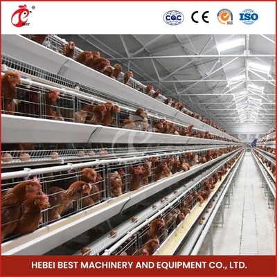 Kandang Mesh H Tipe Broiler Kandang Ayam Dengan Ventilasi Untuk Burung Sehat Sandy