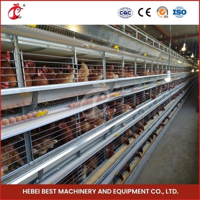 Layer Ventilation Battery Cage System dan Chicken Cage Dengan Conveyor Belt Kombinasi Ada