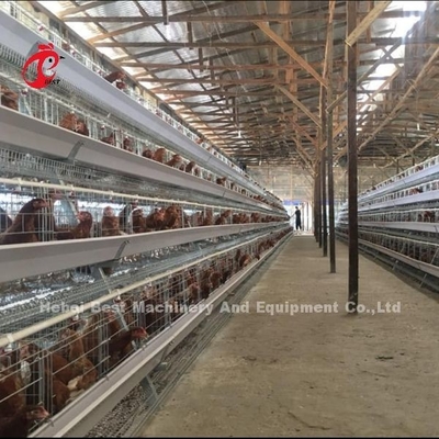 3 Tiers 40cm Cell Height Layer Battery Cage System Untuk Meningkatkan Produktivitas Layer Iris