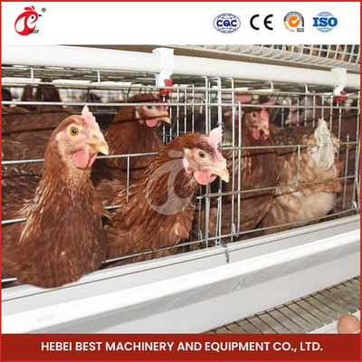 120 Chicken Wire Mesh Cage Dengan Nipple Drinker Dan Cage Kapasitas 120 Star