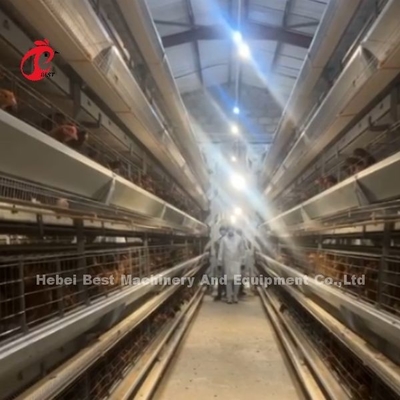Baterai Ayam yang dapat diandalkan Kulit Lapisan Kandang 7 Tiers Iris