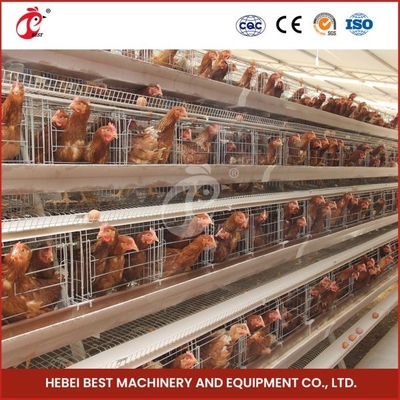 Tahan Layer Kambing Kandang 2 Puting Minum Lebih dari 25 Tahun Umur Mia
