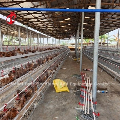 2.2m By 2.4m By 1.95m Lapisan Baterai Kandang Sistem 4 Tingkat 160 Kapasitas Sandy