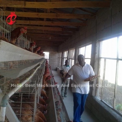 Sistem Kandang Baterai Tipe H Semi Otomatis Untuk Lapisan Pasir
