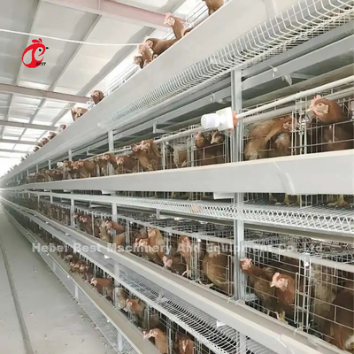 Angle Iron Poultry Breeding Cage System Untuk Nigeria Zambia Kenya Ghana Kamerun Sudan Gambia Nambia Pasar