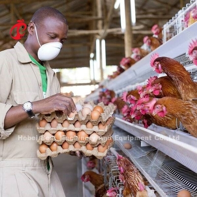Menumbuhkan Ayam Dibuat Mudah Dengan Kandang Lapisan Unggas Di Tipe A Atau H 450cm2 Ada