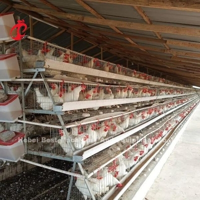 Efisiensi Penanaman Tinggi Untuk Peternakan Ayam Sistem Kandang Peternakan Ayam Sandy