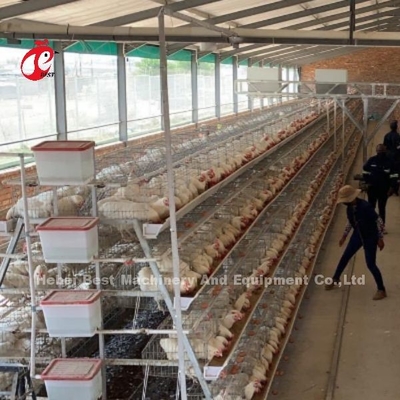 8 Tiers Steel Chicken Cage untuk Bertelur Iris