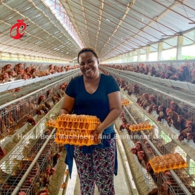 8 Tiers Steel Chicken Cage untuk Bertelur Iris