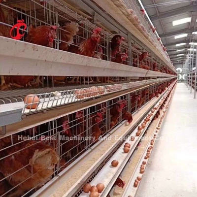 Desain Baru Tipe H Sistem Kandang Ayam Otomatis 96-200 Burung Kapasitas Untuk Peternakan Unggas Emily Wang