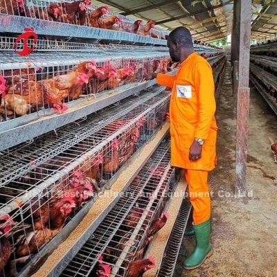 Sistem Kandang Baterai Lapisan Atas Untuk Peternakan Ayam 96-200 Burung Konstruksi Kawat Robust Iris