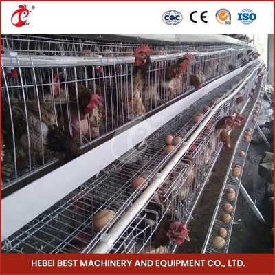 80-100kg Kandang Berat H Bentuk Otomatis Ayam Ayam Kandang Ayam Otomatis Rose Rose Untuk Lapisan