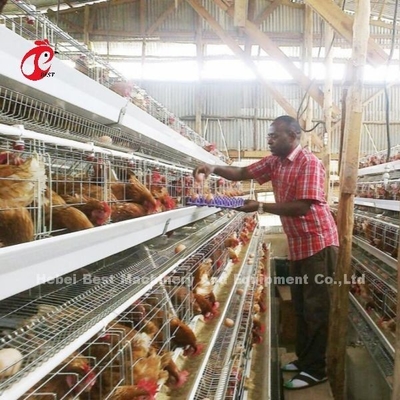 Layer 3 atau 4 Tier Battery Cage System untuk 500-1000 Bird Iris
