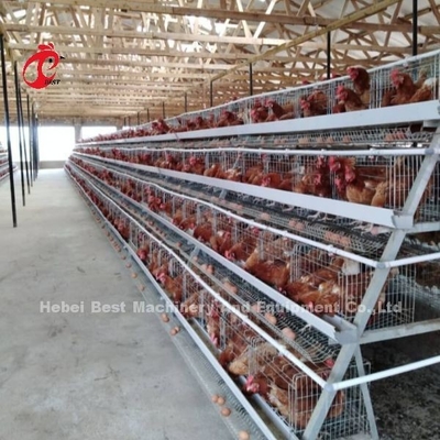 Sistem kandang peternakan unggas yang komprehensif dengan peminum puting otomatis dan alat instalasi iris